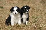 BERGER AUSTRALIEN PUPPIES 889